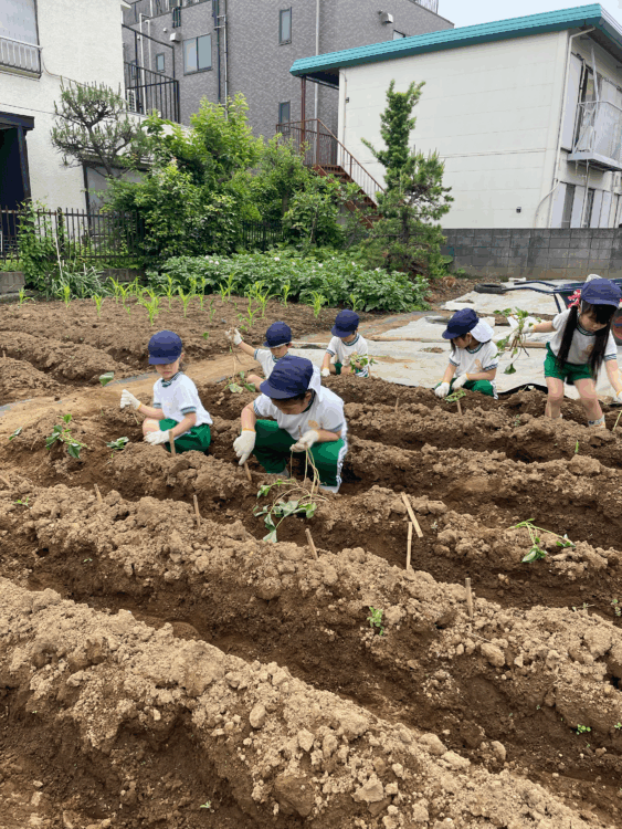 2025.5.16　さつまいもの苗植え（年長組）