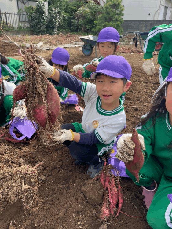 2025.10.30 さつまいも掘り（年長組）